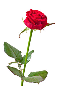 Αιθέριο έλαιο τριαντάφυλλο - Rose essential oil 10ml